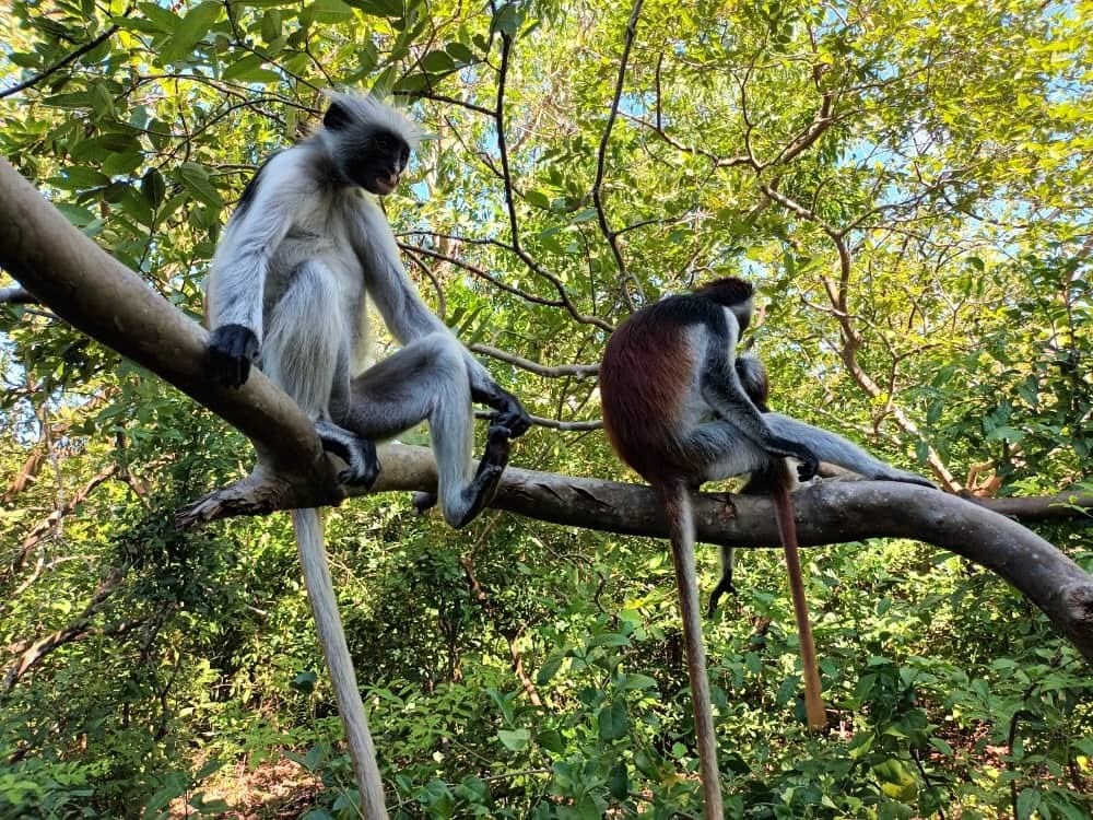 Jozani Forest National Park Zanzibar